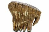 Woolly Mammoth Upper M Molar - North Sea Deposits #337190-5